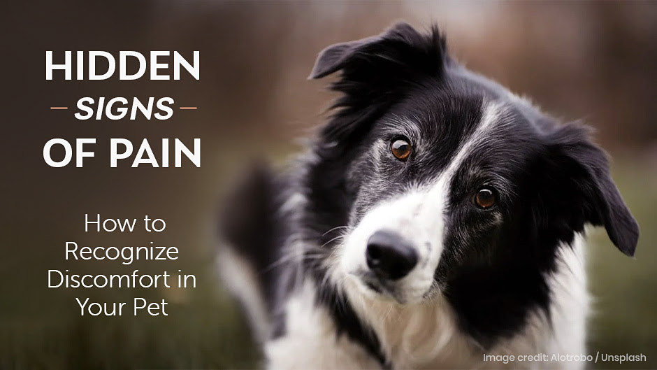 Signs of Pain in Your Pet